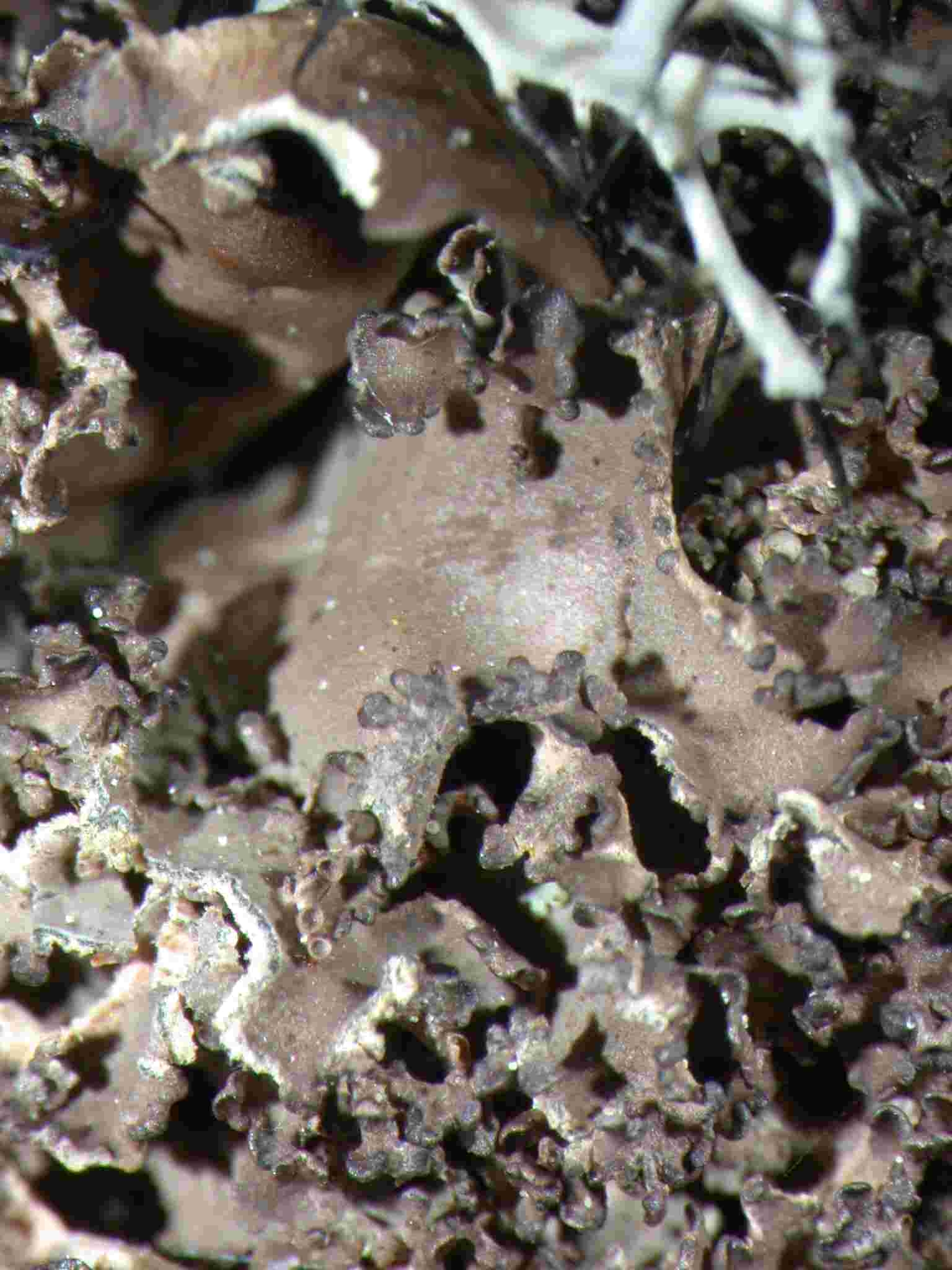 [Nephroma foliolatum]